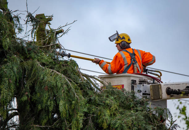 Point Of Rocks, MD Tree Services Company