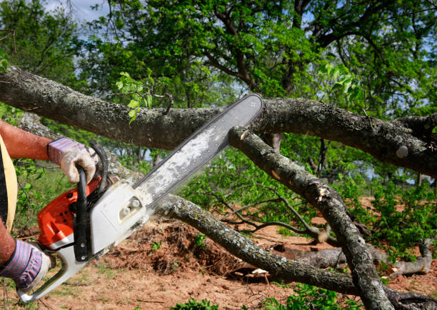 Seasonal Cleanup in Point Of Rocks, MD